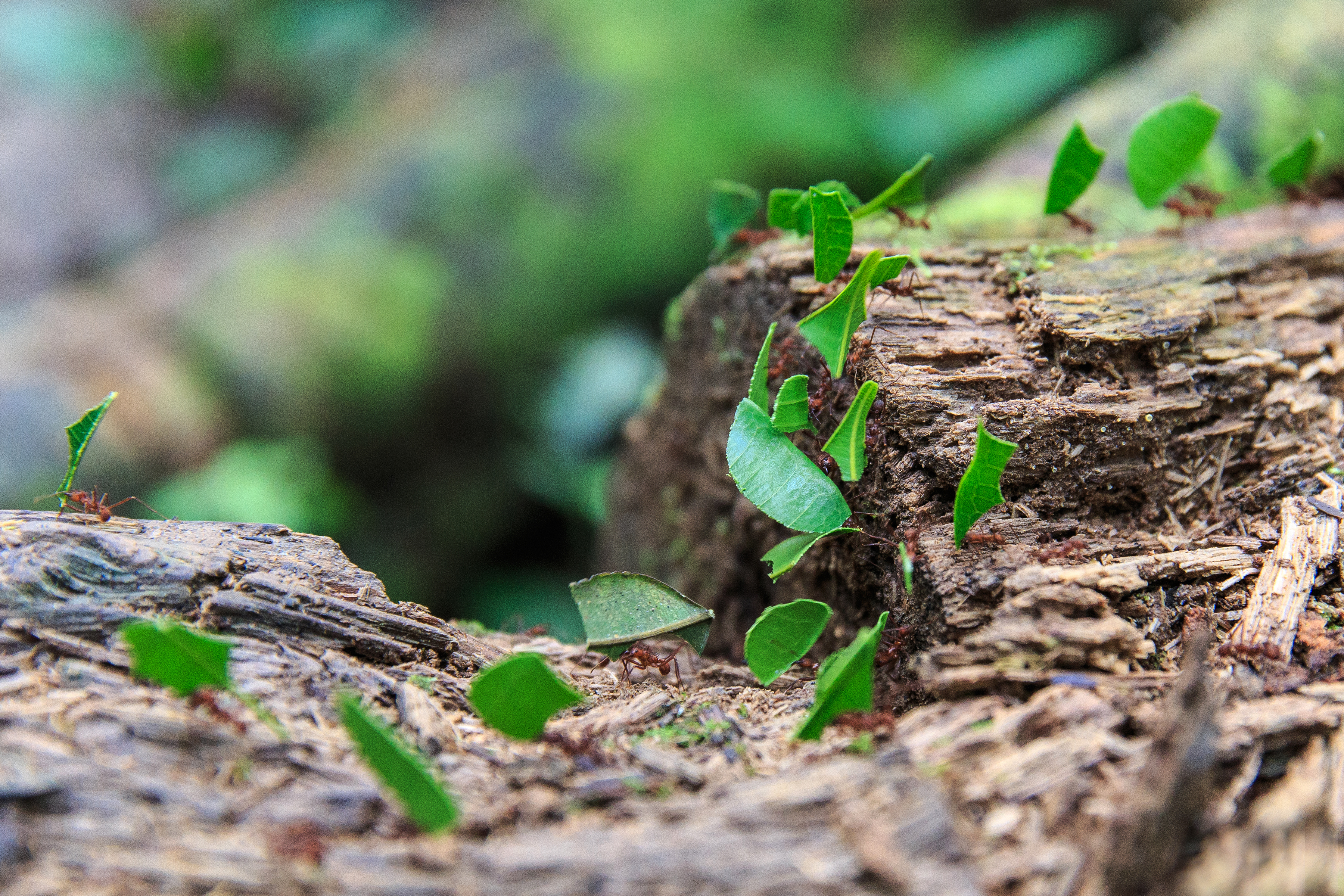 Baumrinde mit neuen Trieben — Struktur und Wachstum