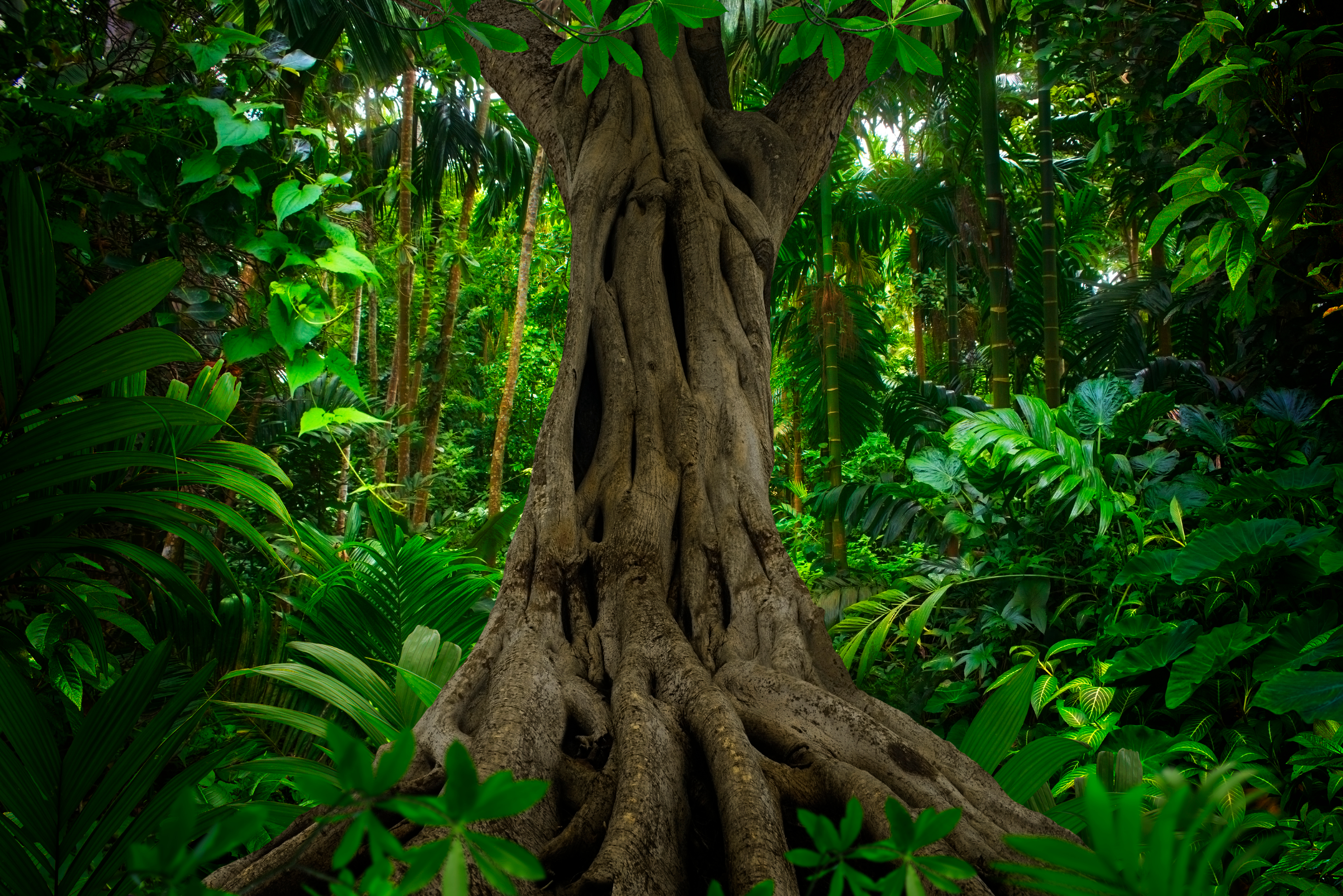 Alter Urwaldbaum — Software als Fundament